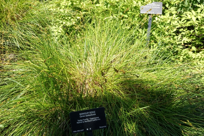 Carex tumulicola image