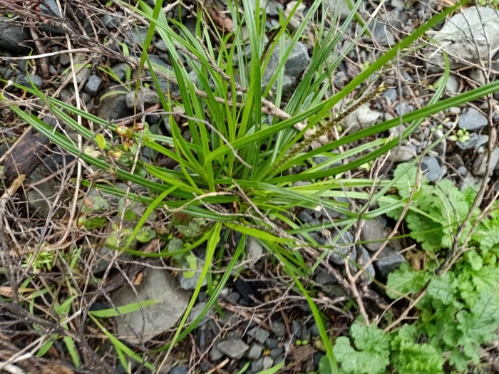 Carex uncinata image