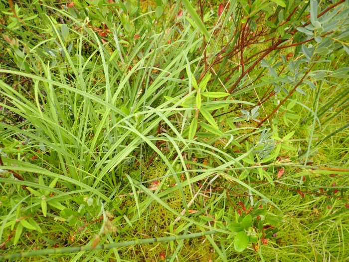Carex vaginata image