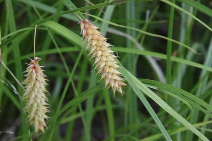 Carex vesicaria image