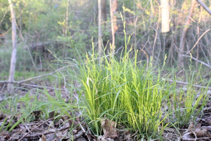 Carex woodii image