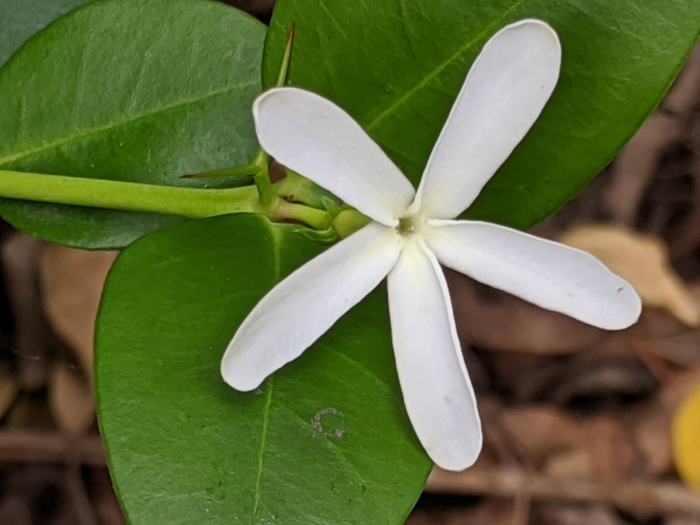Carissa macrocarpa image