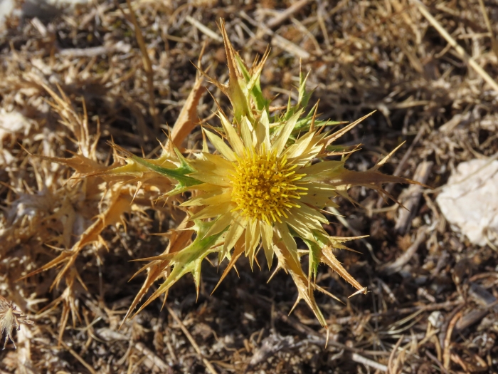 Carlina corymbosa image