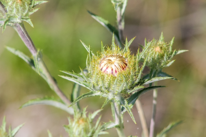Carlina vulgaris image