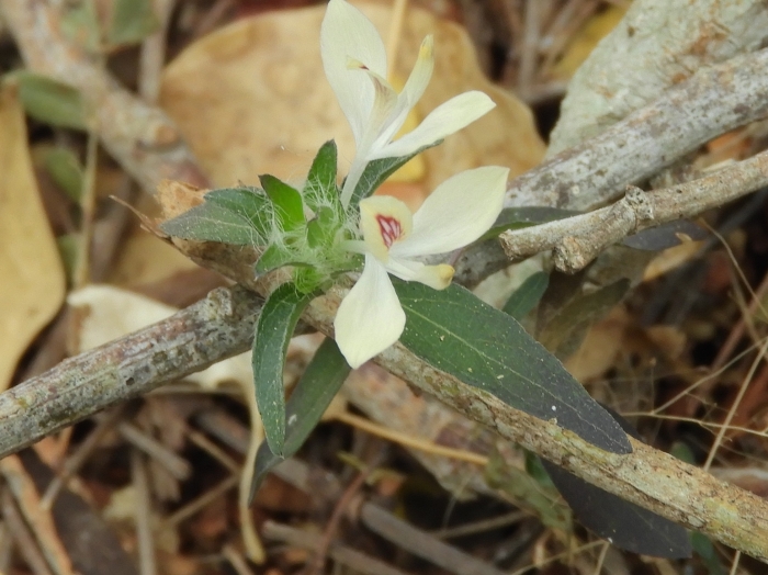Carlowrightia arizonica image