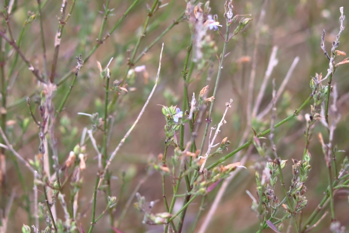 Carlowrightia parviflora image