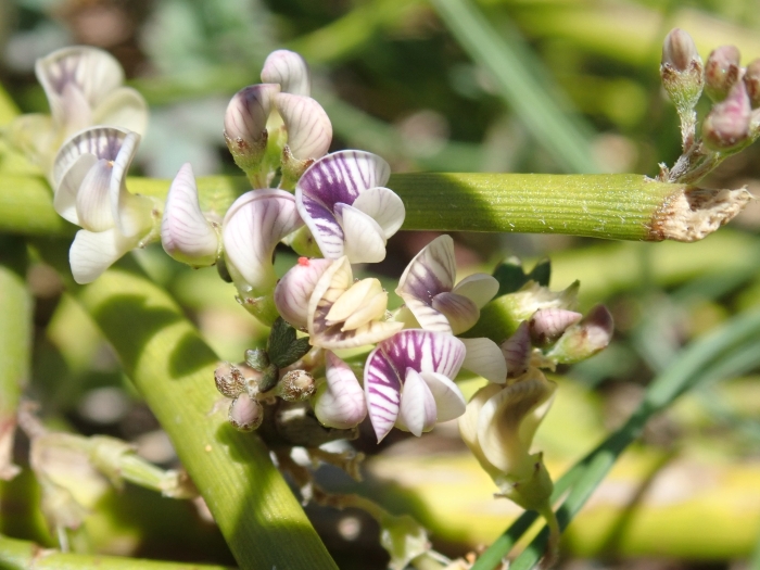 Carmichaelia appressa image
