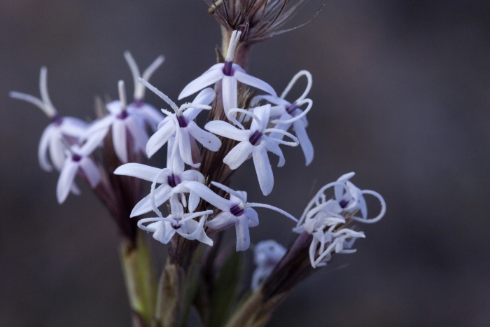 Carphochaete bigelovii image