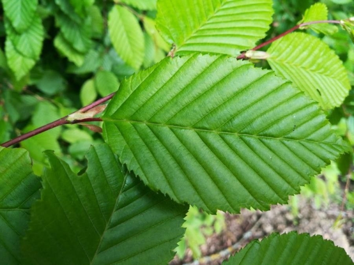Carpinus betulus image