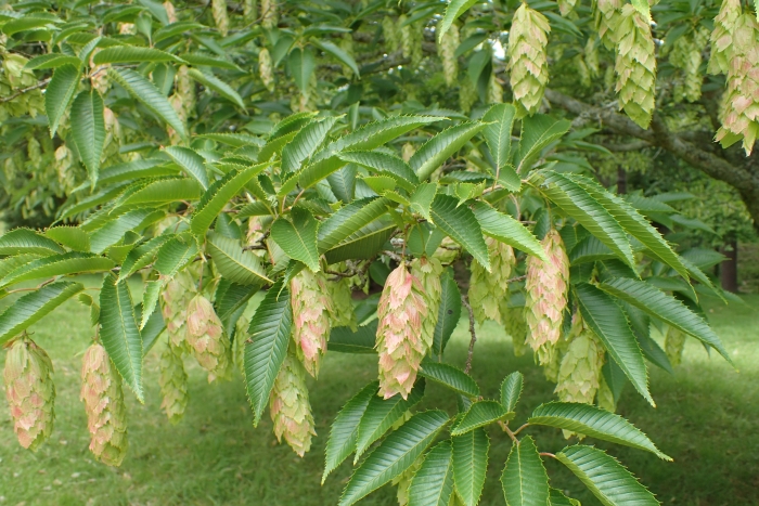 Carpinus japonica image