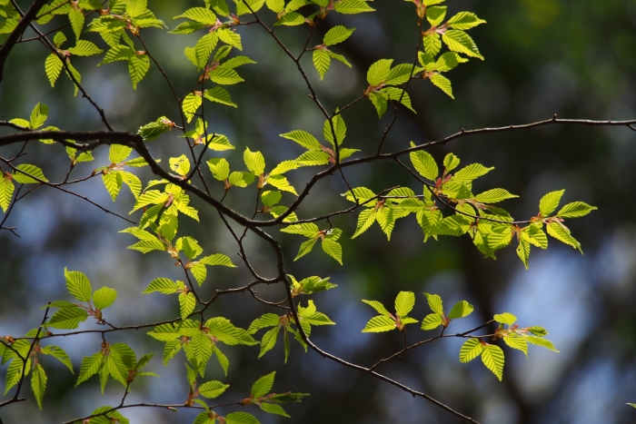 Carpinus laxiflora image