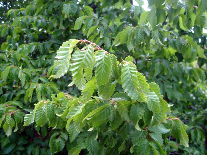 Carpinus orientalis image