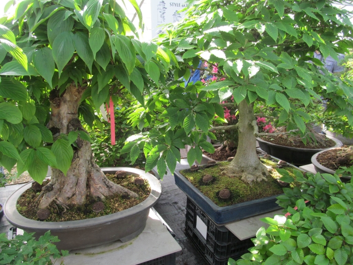 Carpinus turczaninovii image