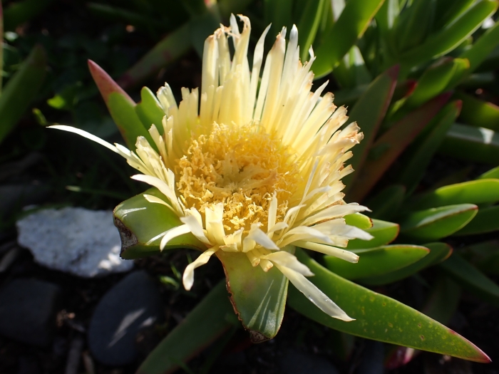Carpobrotus edulis image
