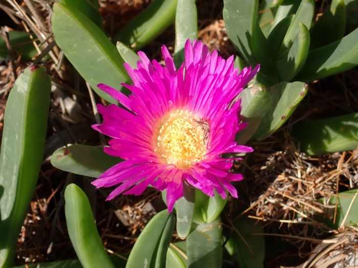 Carpobrotus glaucescens image