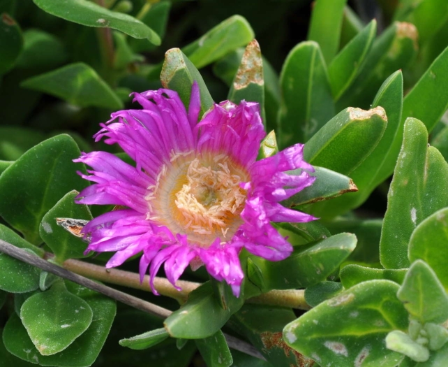 Carpobrotus rossii image
