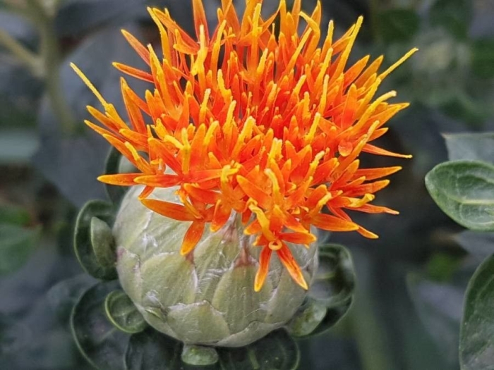 Carthamus tinctorius image