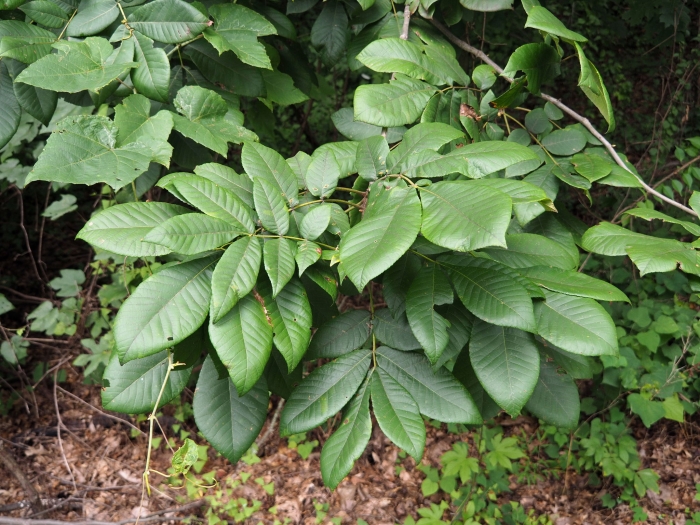 Carya alba image