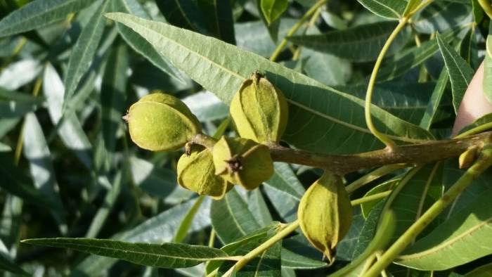 Carya aquatica image