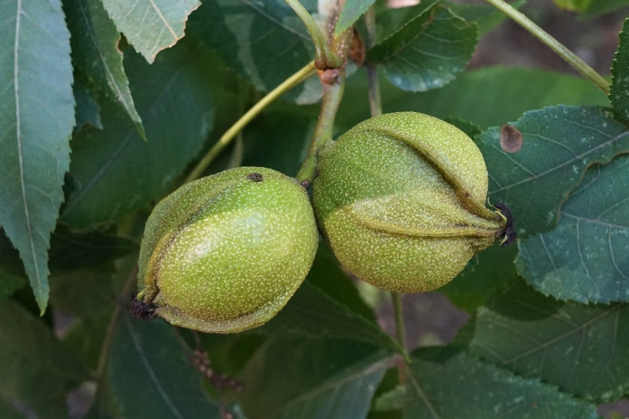 Carya cordiformis image