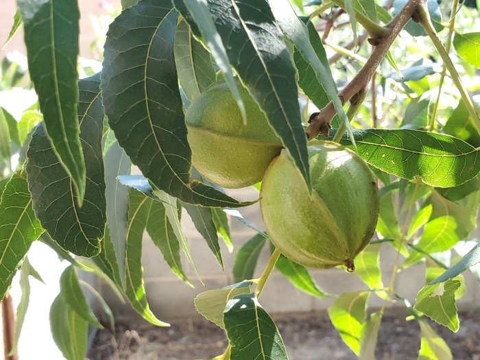 Carya illinoinensis image