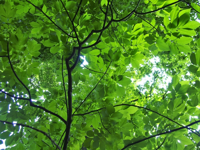 Carya laciniosa image