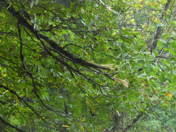 Carya ovalis image