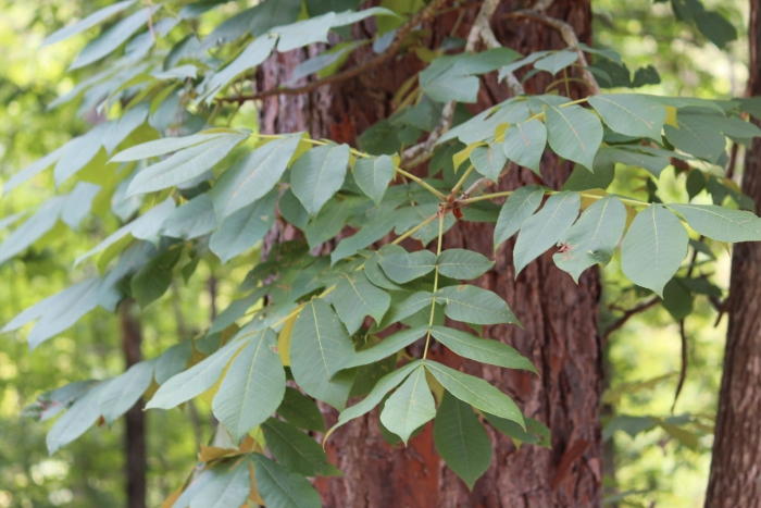 Carya pallida image