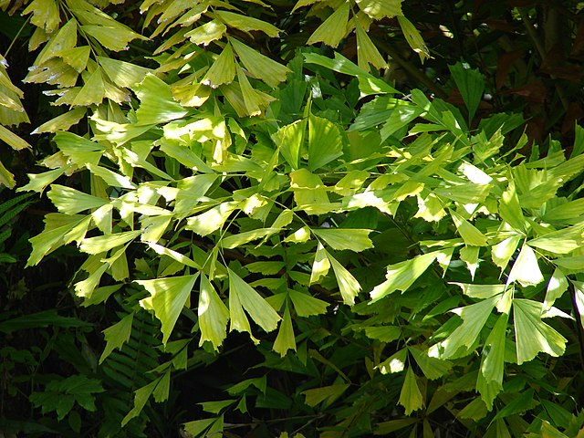 Caryota mitis image