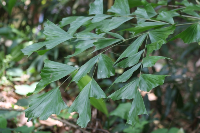 Caryota urens image