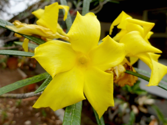 Cascabela thevetioides image