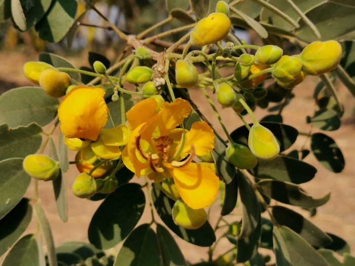 Cassia abbreviata image
