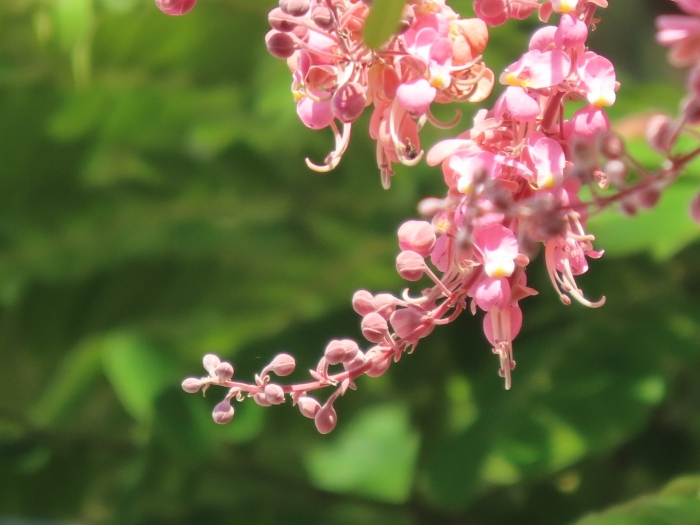 Cassia grandis image