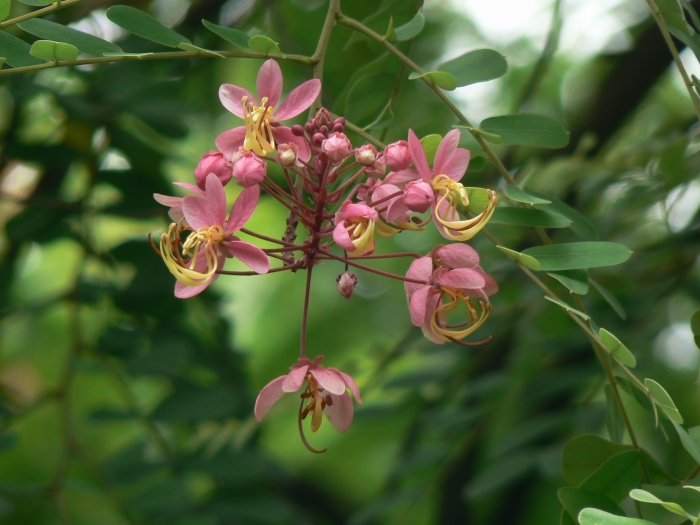 Cassia javanica image