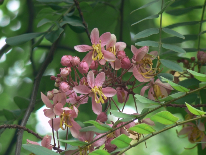Cassia nodosa image