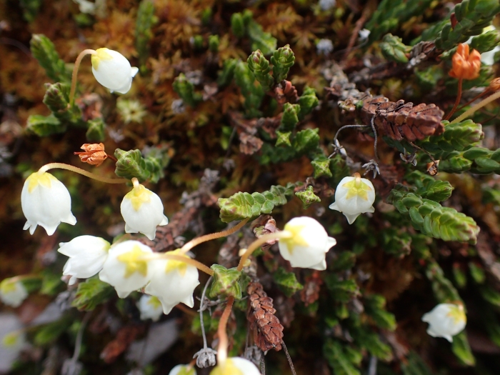 Cassiope tetragona image