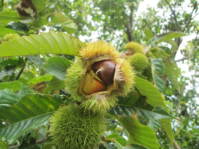 Castanea mollissima image
