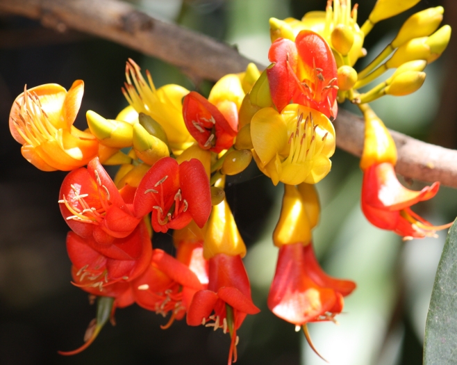 Castanospermum australe image