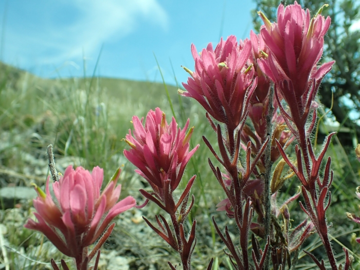 Castilleja angustifolia image