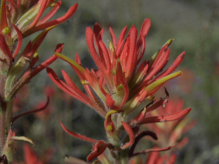 Castilleja applegatei image