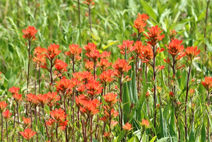 Castilleja coccinea image