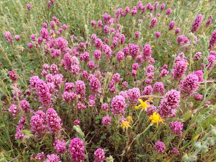Castilleja exserta image