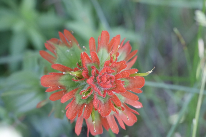 Castilleja hispida image