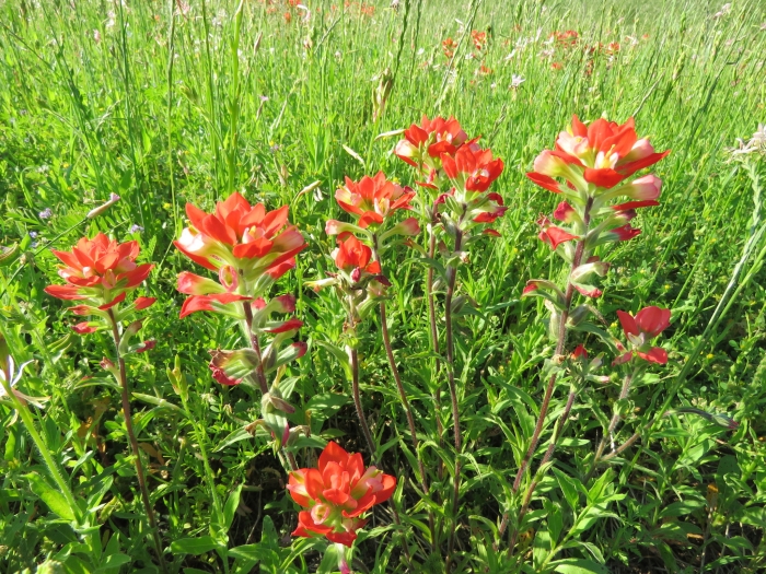 Castilleja indivisa image