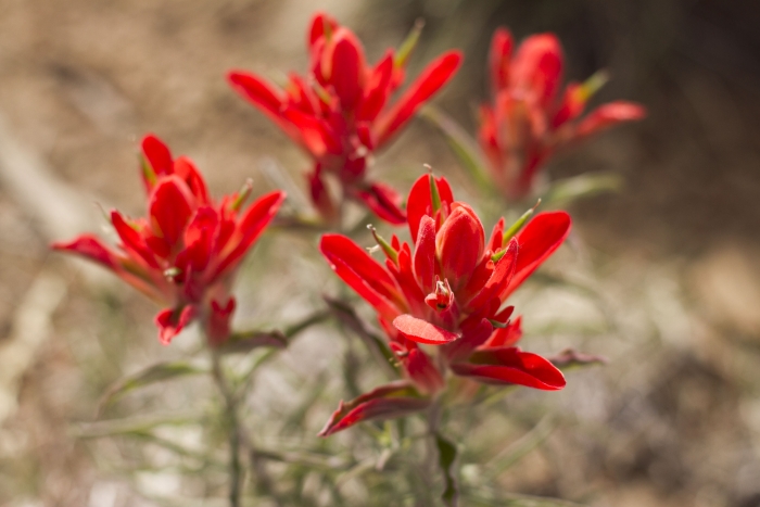Castilleja integra image