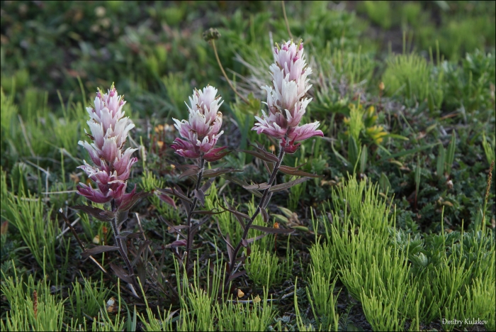 Castilleja pallida image