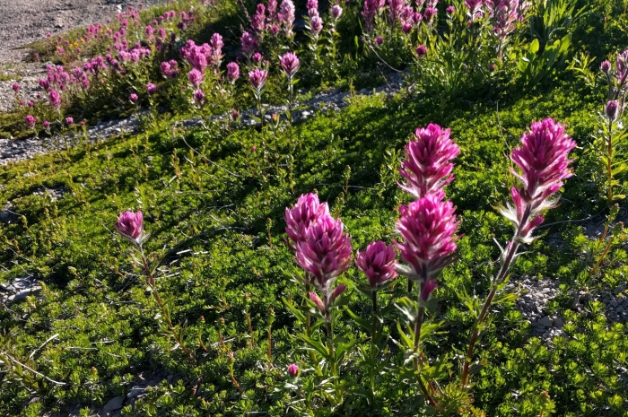 Castilleja parviflora image
