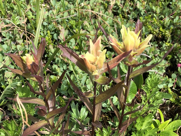 Castilleja unalaschcensis image