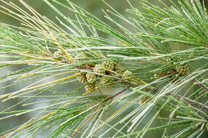 Casuarina cunninghamiana image