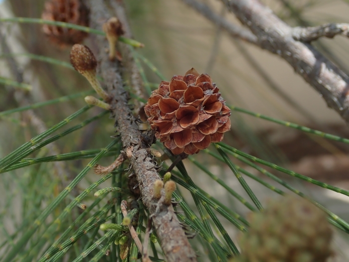 Casuarina equisetifolia image